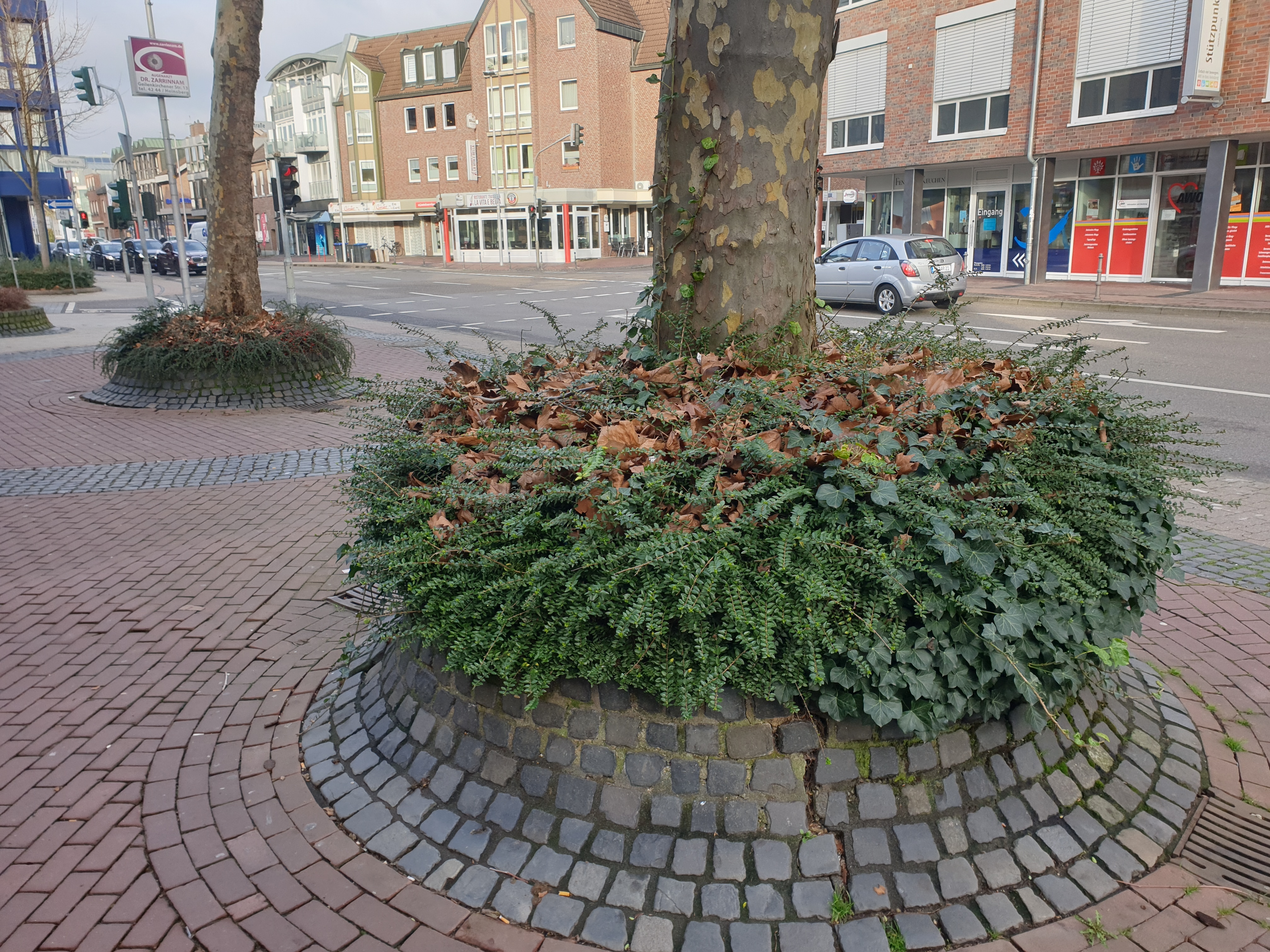 Platanen in alten Einfassungen