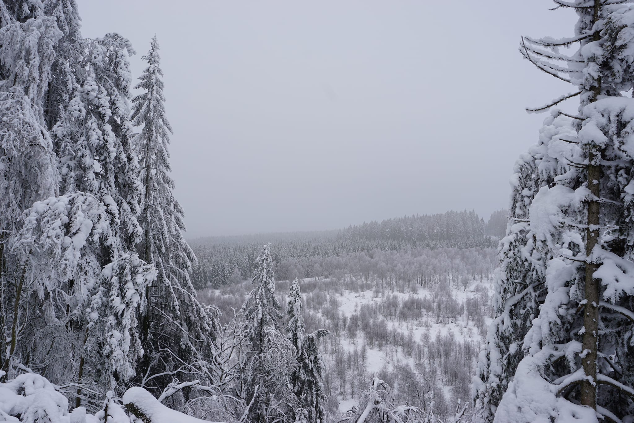 Winterlandschaft im hohen Venn