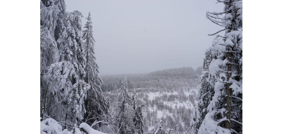 Winterlandschaft im hohen Venn