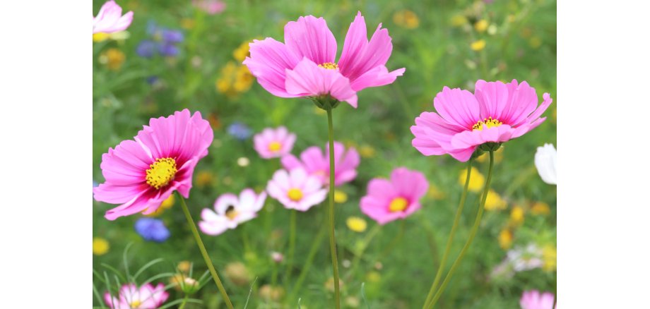 Blumenwiese