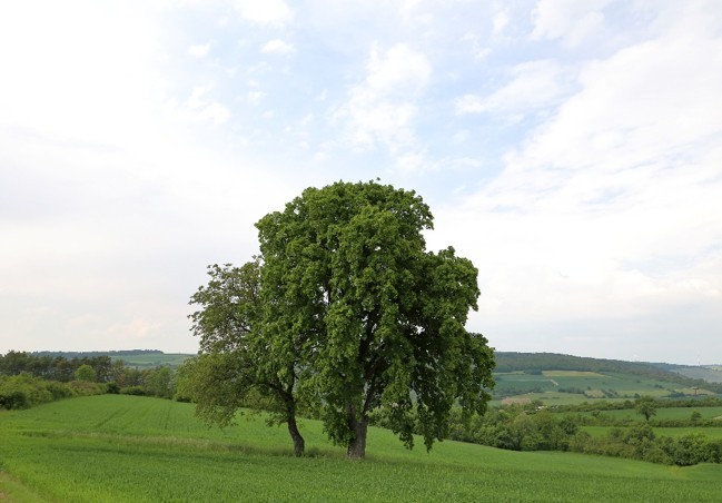 Großer, alter Laubbaum