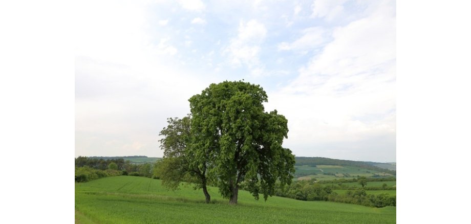 Großer, alter Laubbaum