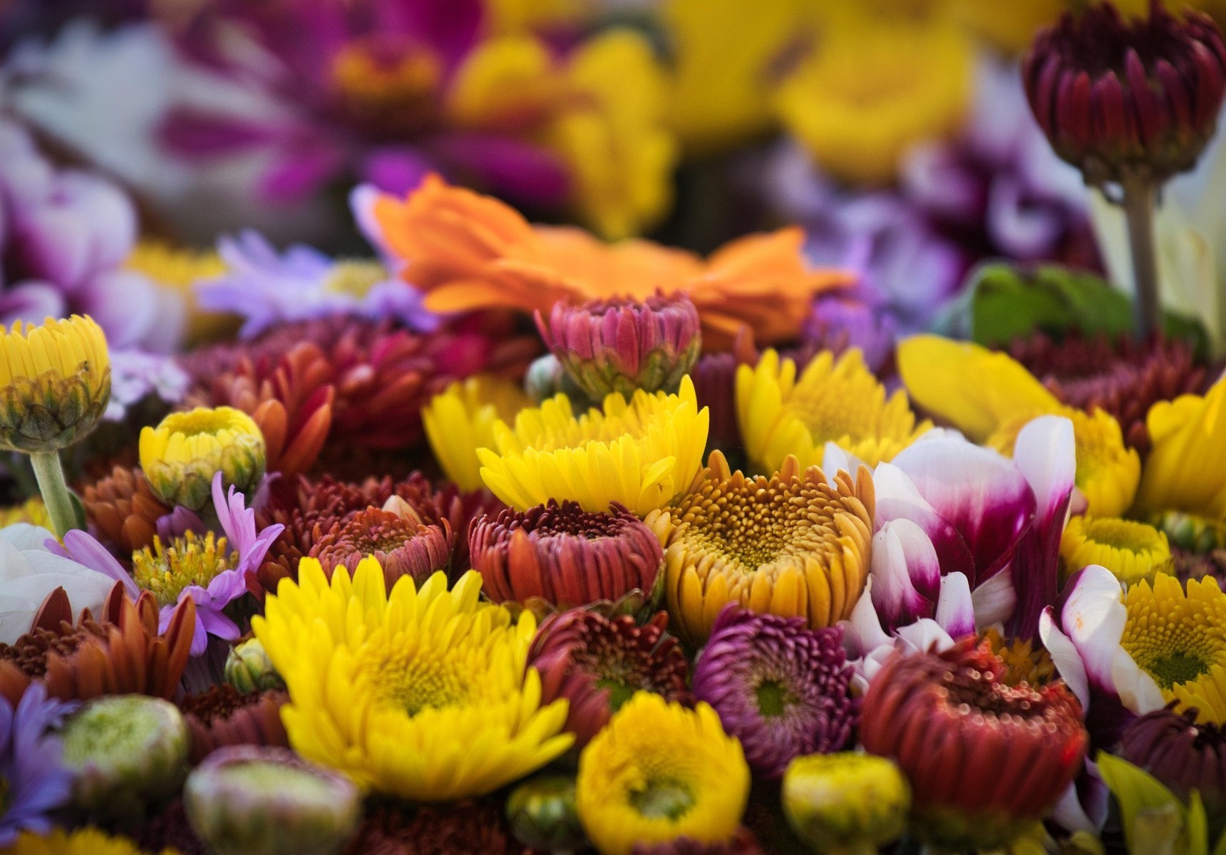 Sommerblumen