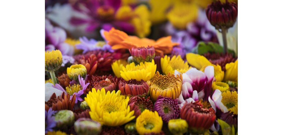 Sommerblumen
