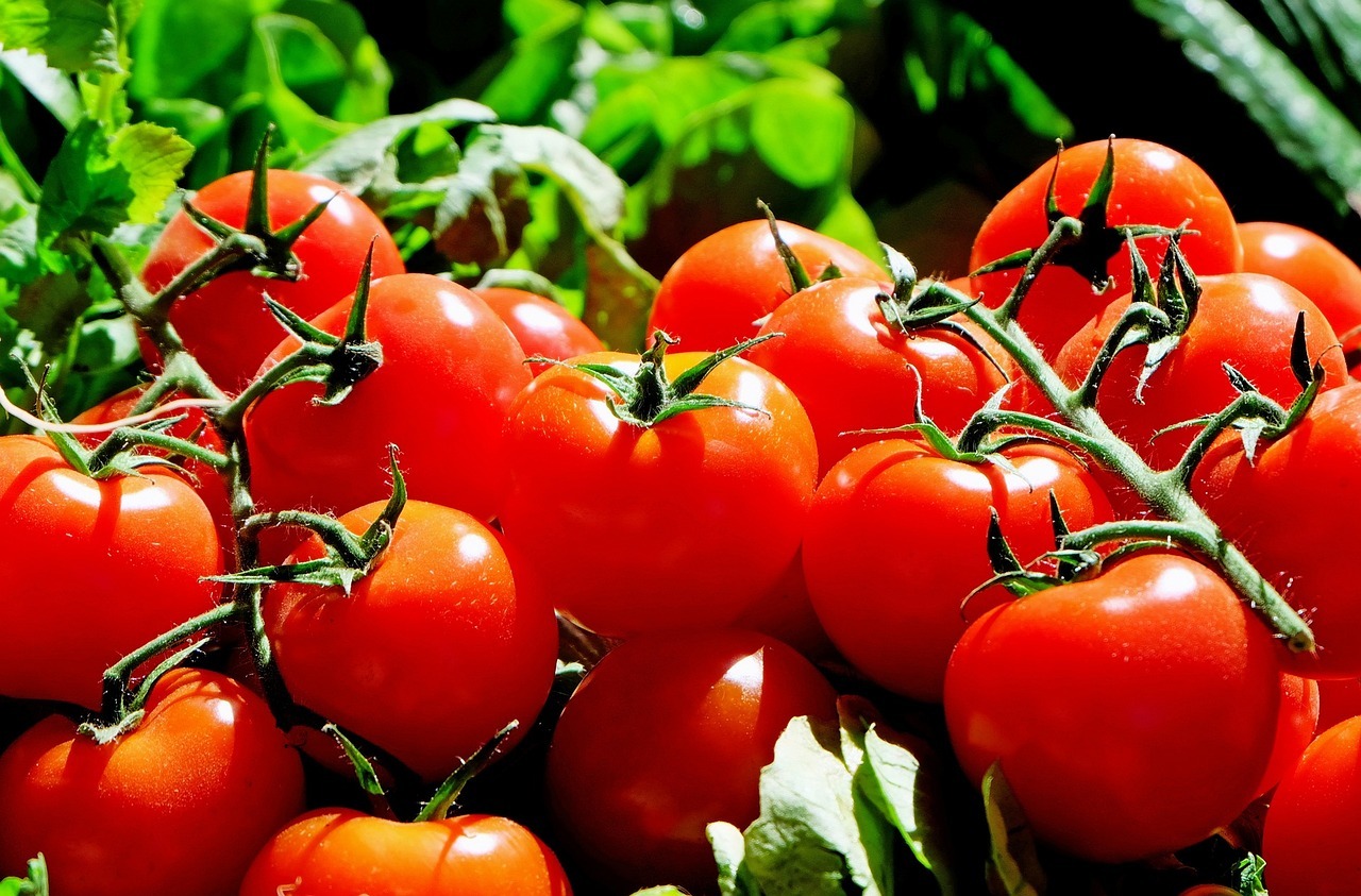 Tomaten Wochenmarkt
