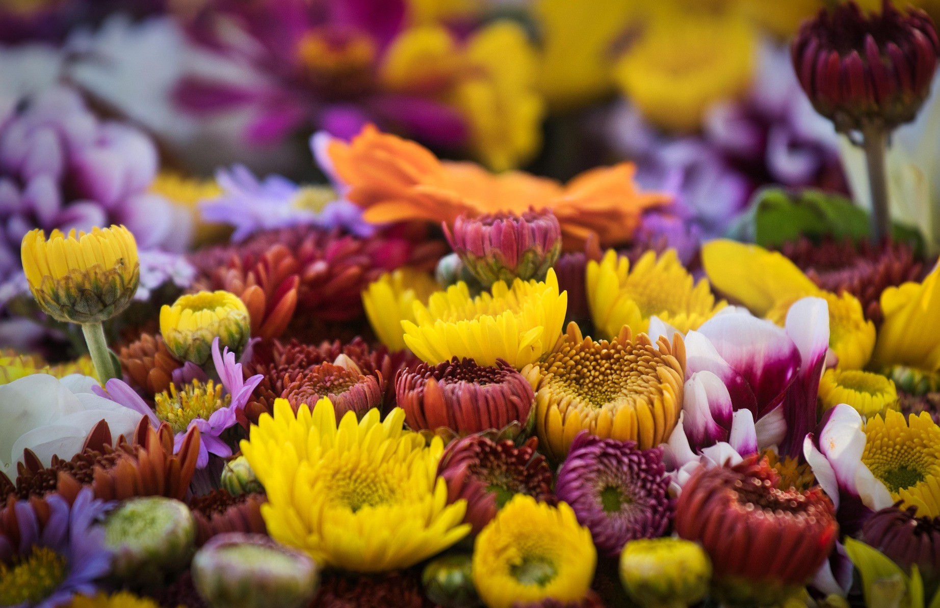 Blumen auf dem Wochenmarkt